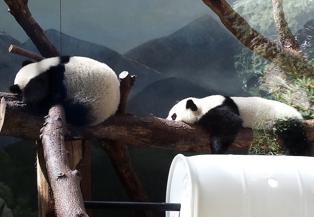 Zoo Atlanta Panda Cam