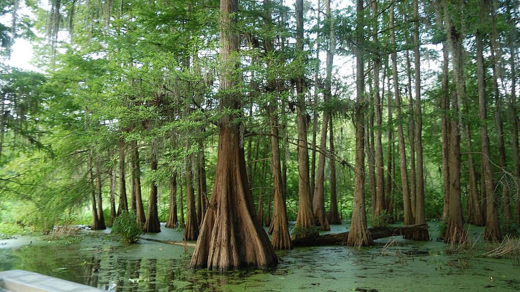 Louisiana swamp