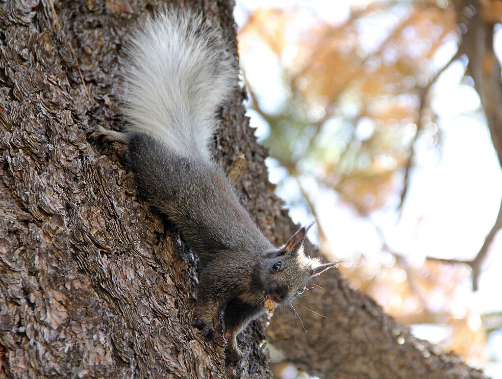 Kaibab squirrels